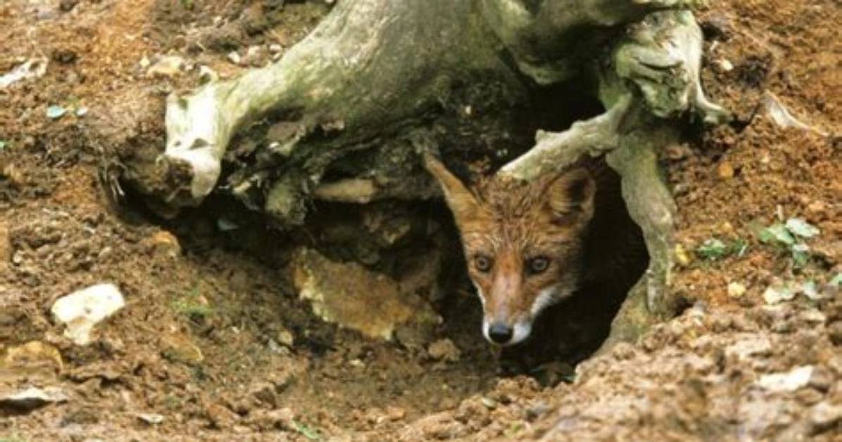Where Do Foxes Build Their Dens?