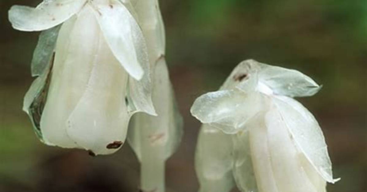 Where Do Ghost Flowers Grow