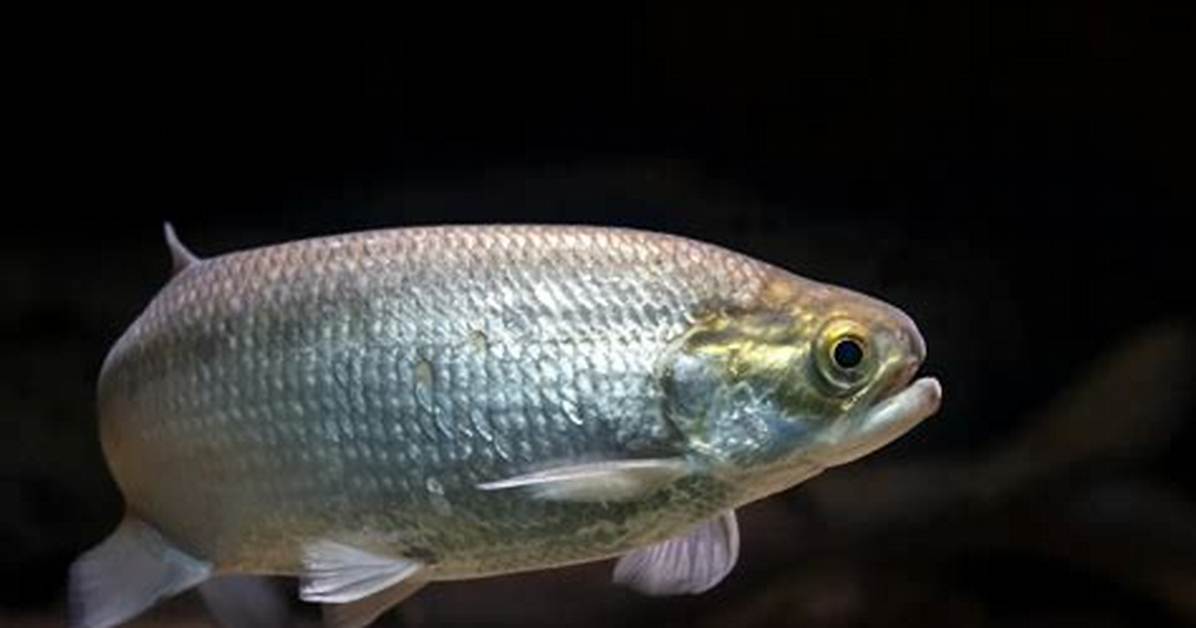 Where Do Goldeye Live?