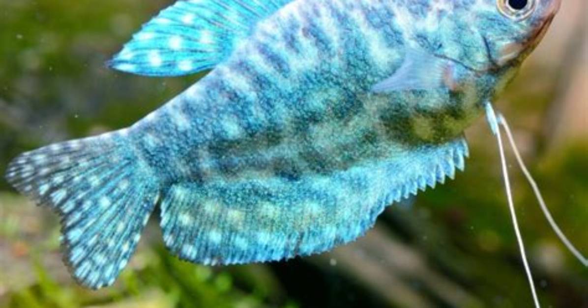 Where Do Gourami Swim?