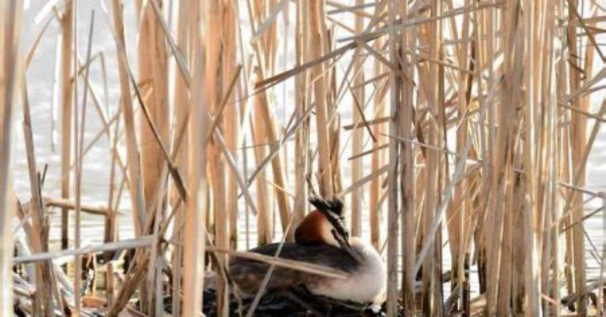 Where Do Grebes Nest?