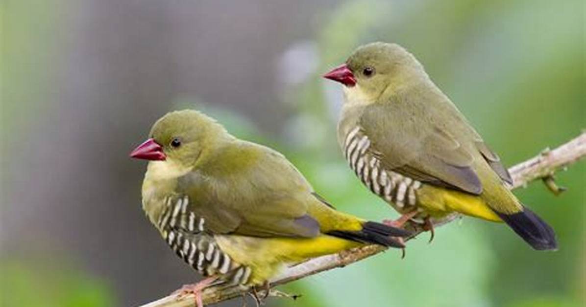 Where Do Green Avadavat Live?