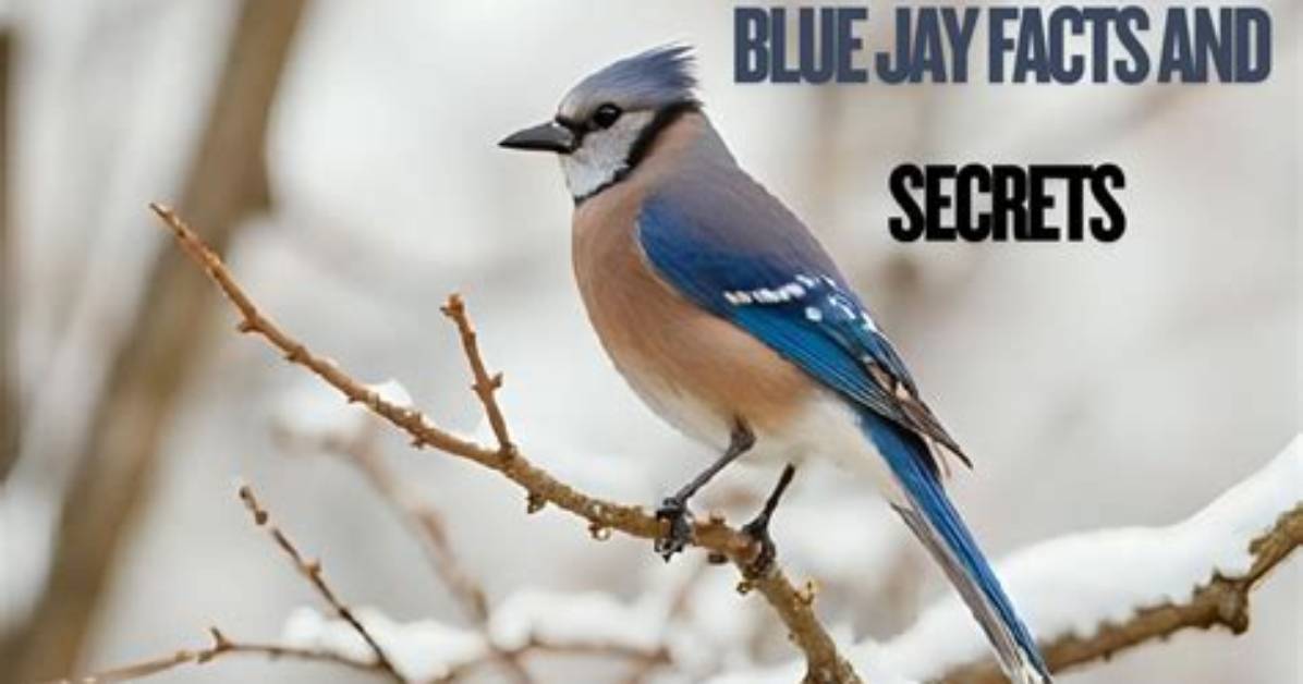 Where Do Grey Jays Live?