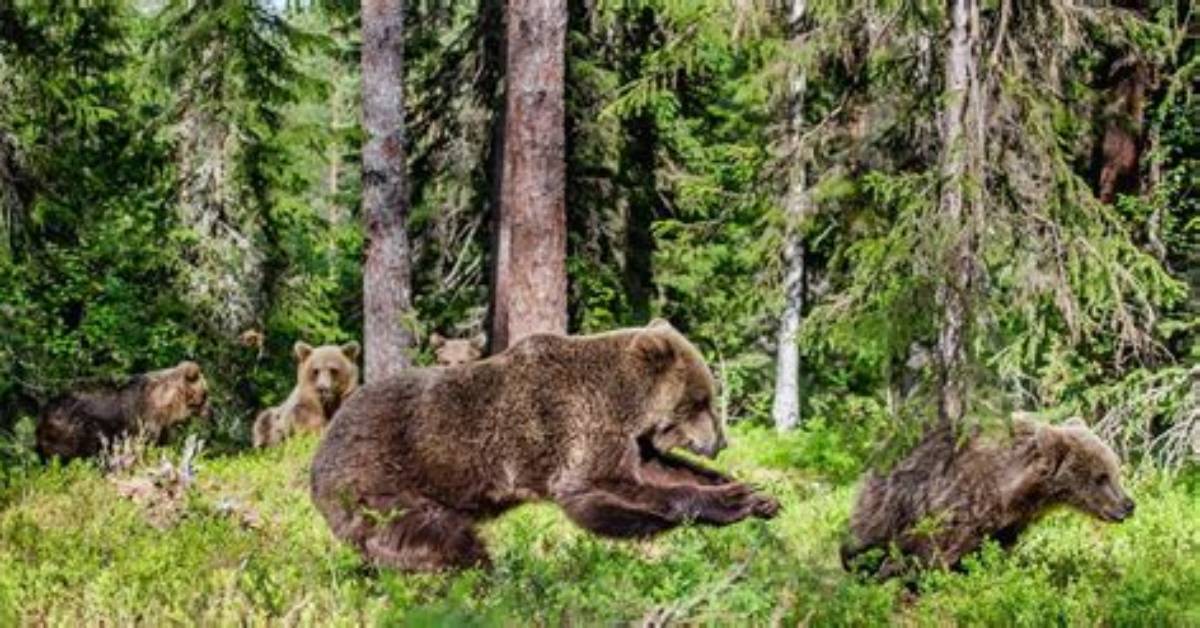 Where Do Grizzly Bears Live?