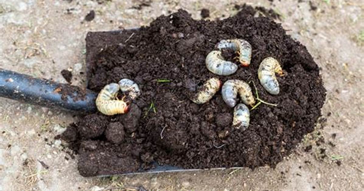 Where Do Grub Worms Live