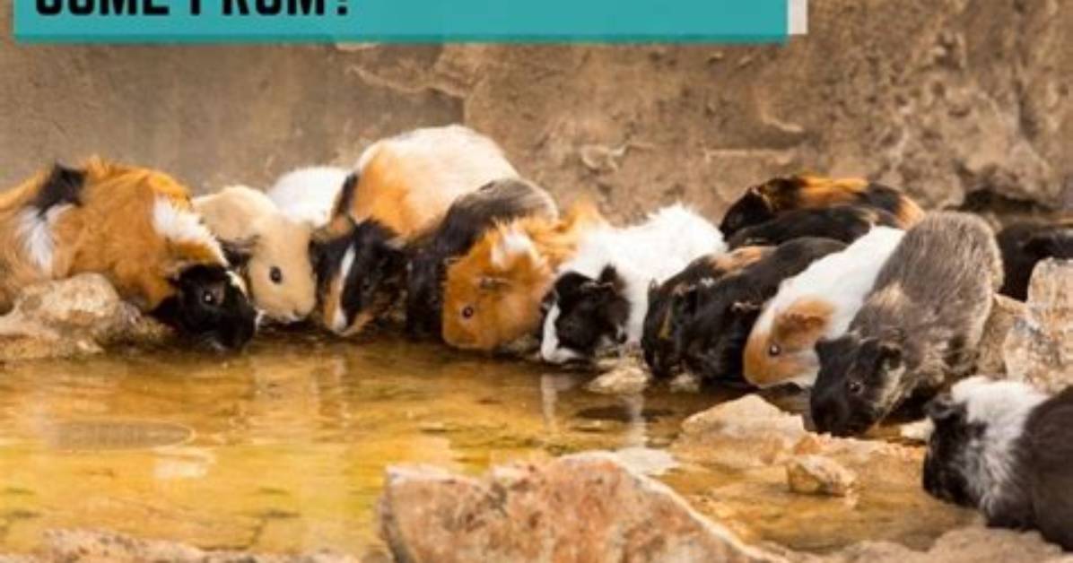 Where Do Guinea Pigs Come from?