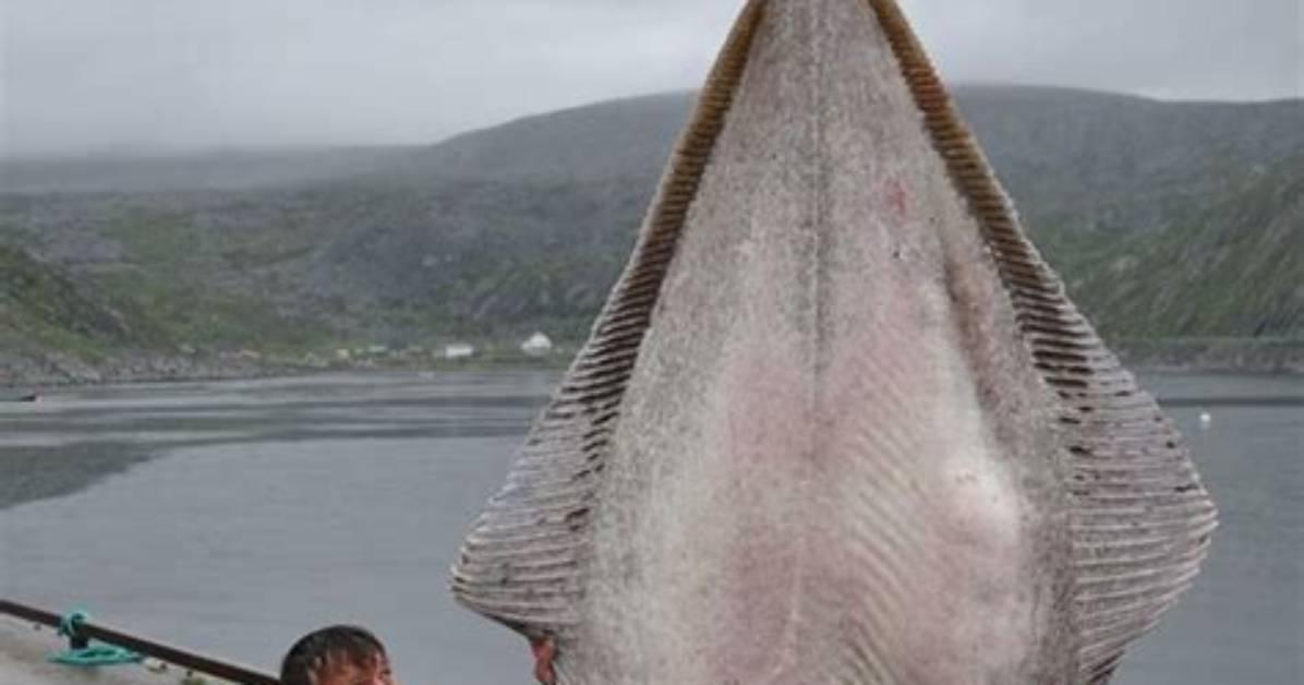 Where Do Halibut Live?