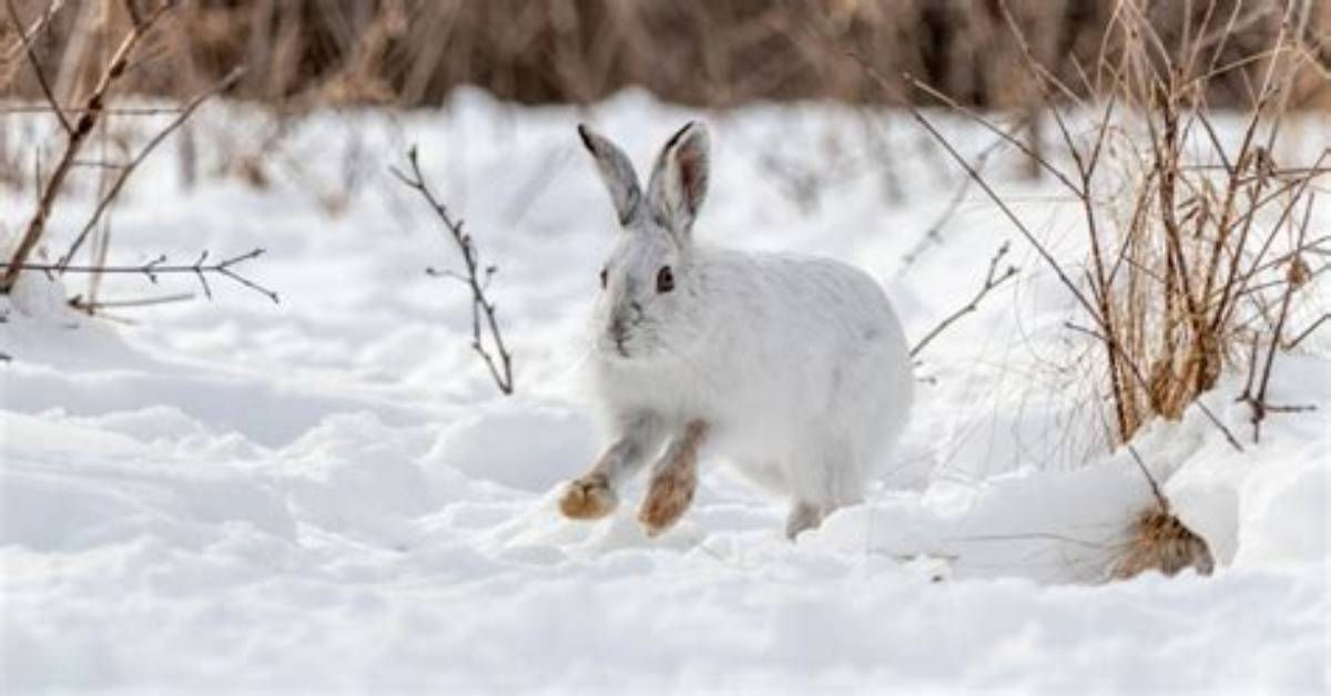 Where Do Hares Go in Winter