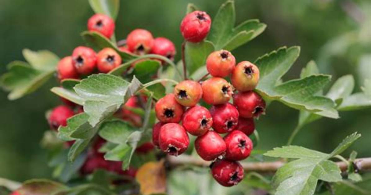 Where Do Hawthorns Grow