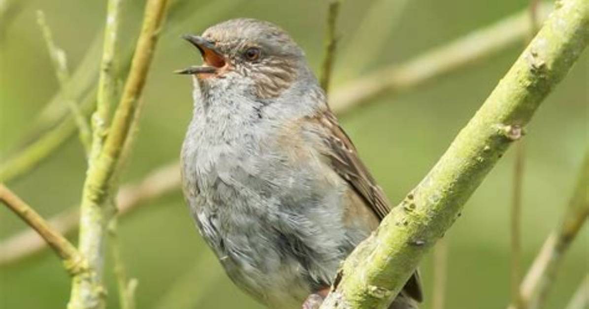Where Do Hedge Sparrows Sleep?