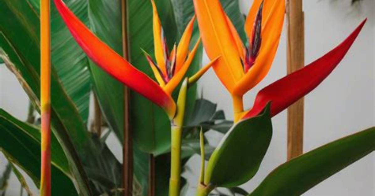 Where Do Heliconias Grow?