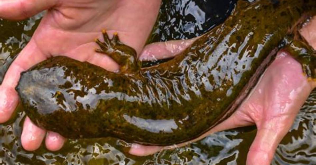 Where Do Hellbender Salamanders Live?