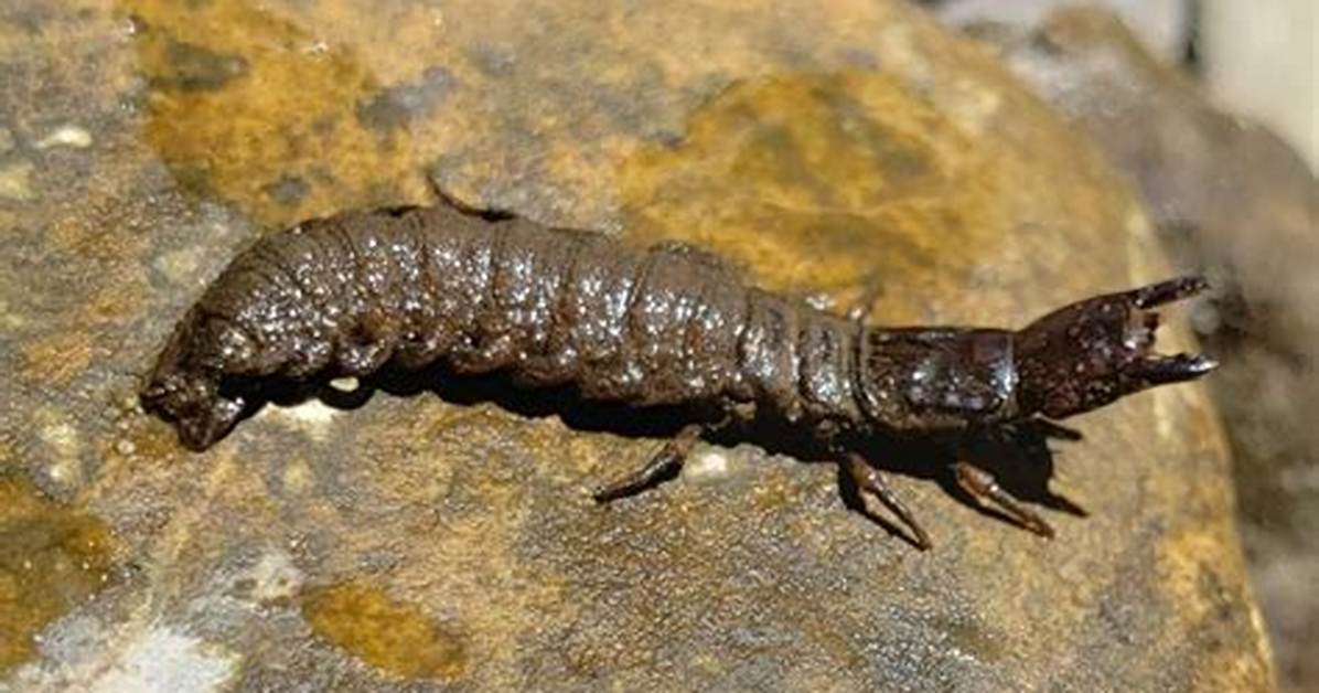Where Do Hellgrammites Come from?