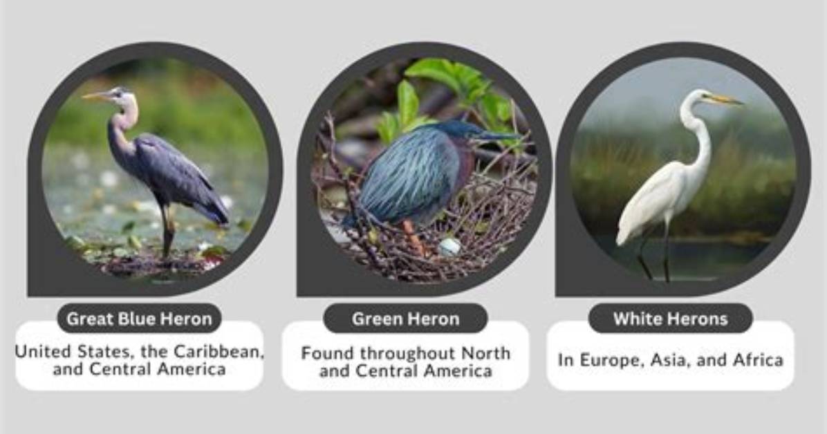 Where Do Herons Live?