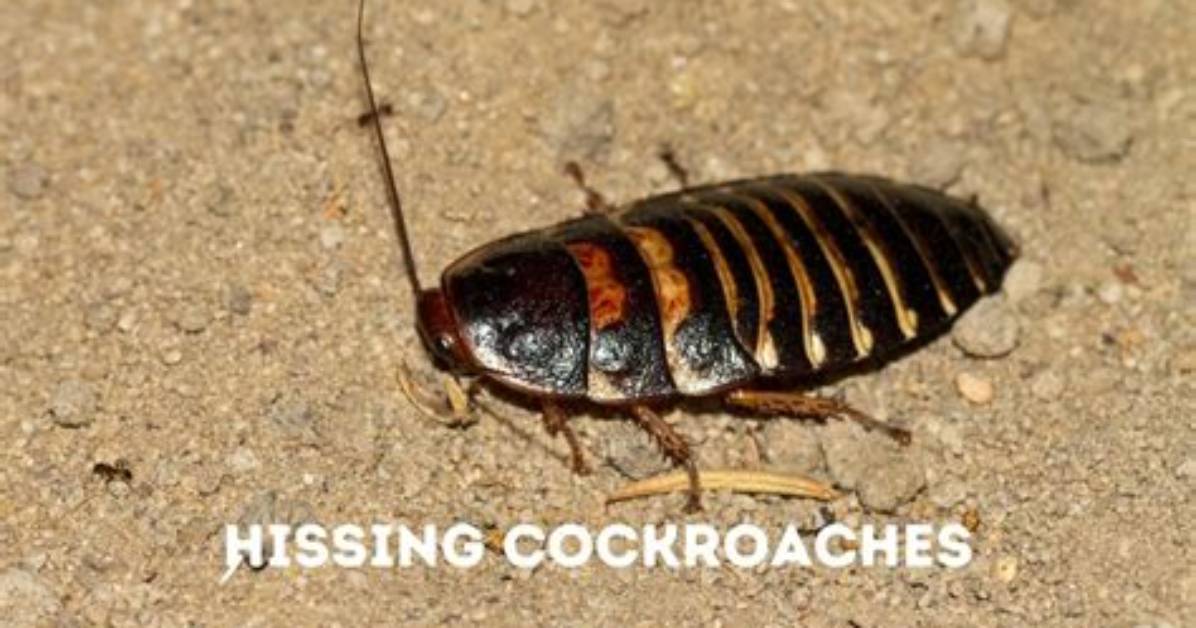 Where Do Hissing Roaches Live?