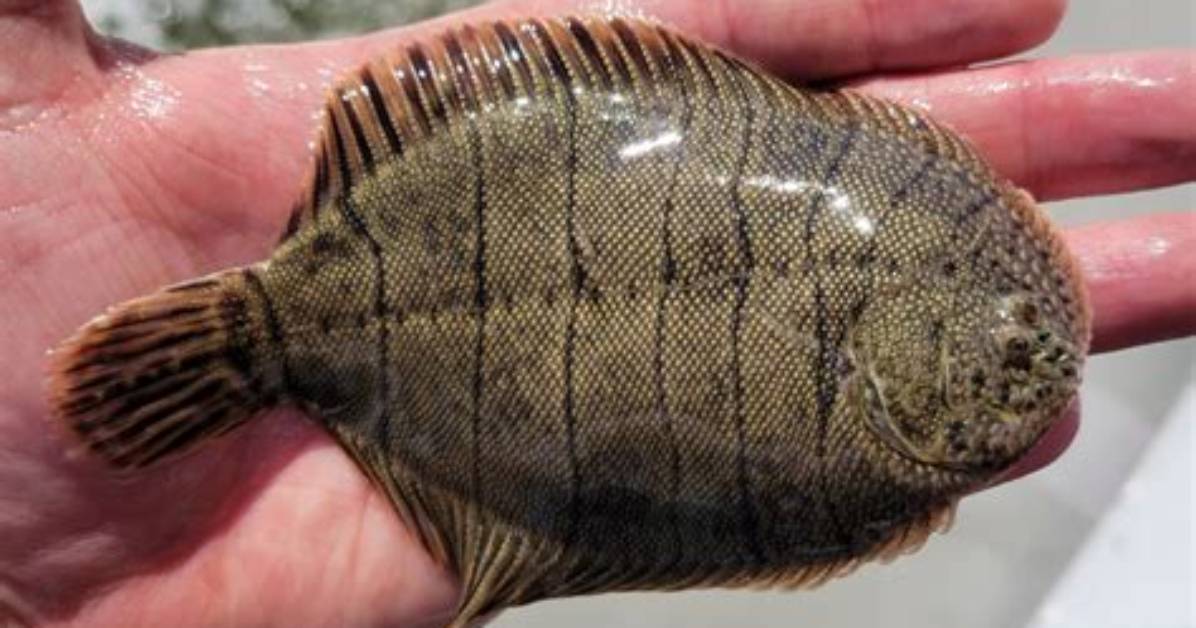 Where Do Hogchoker Fish Live?