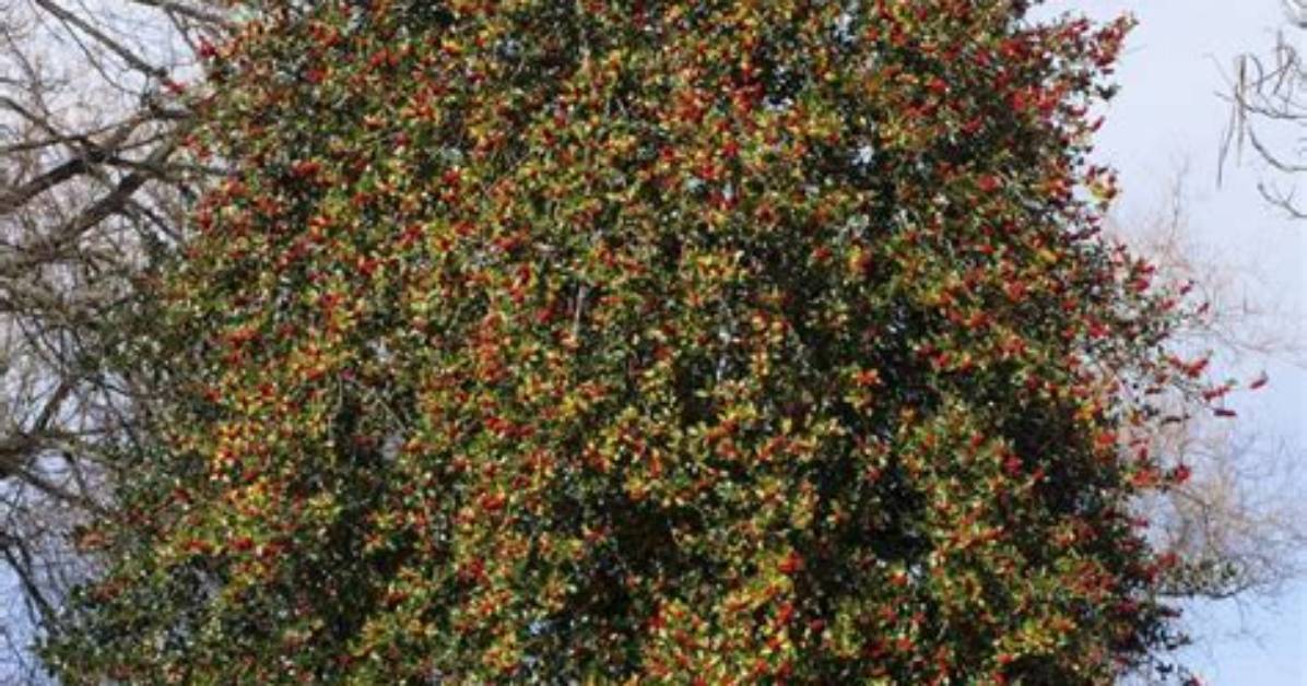 Where Do Holly Trees Grow