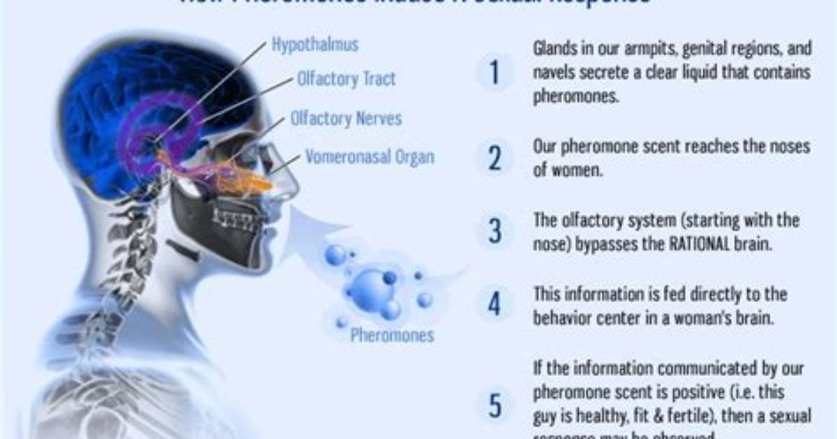 Where Do Humans Emit Pheromones?