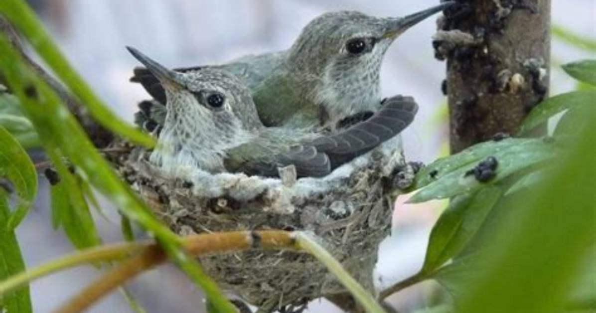 Where Do Hummingbirds Live?
