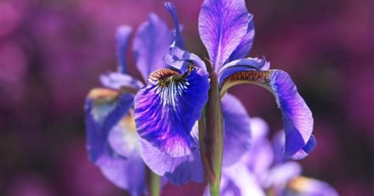 Where Do Iris Flowers Originate From