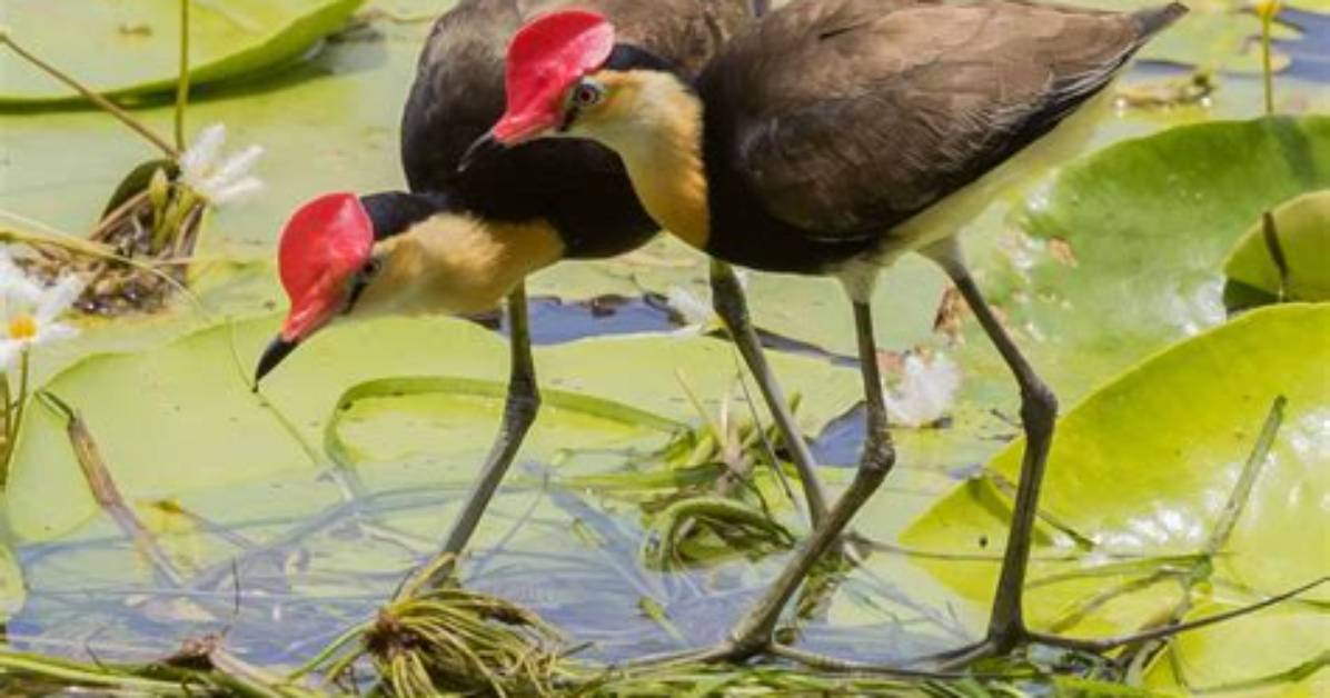 Where Do Jacanas Live?