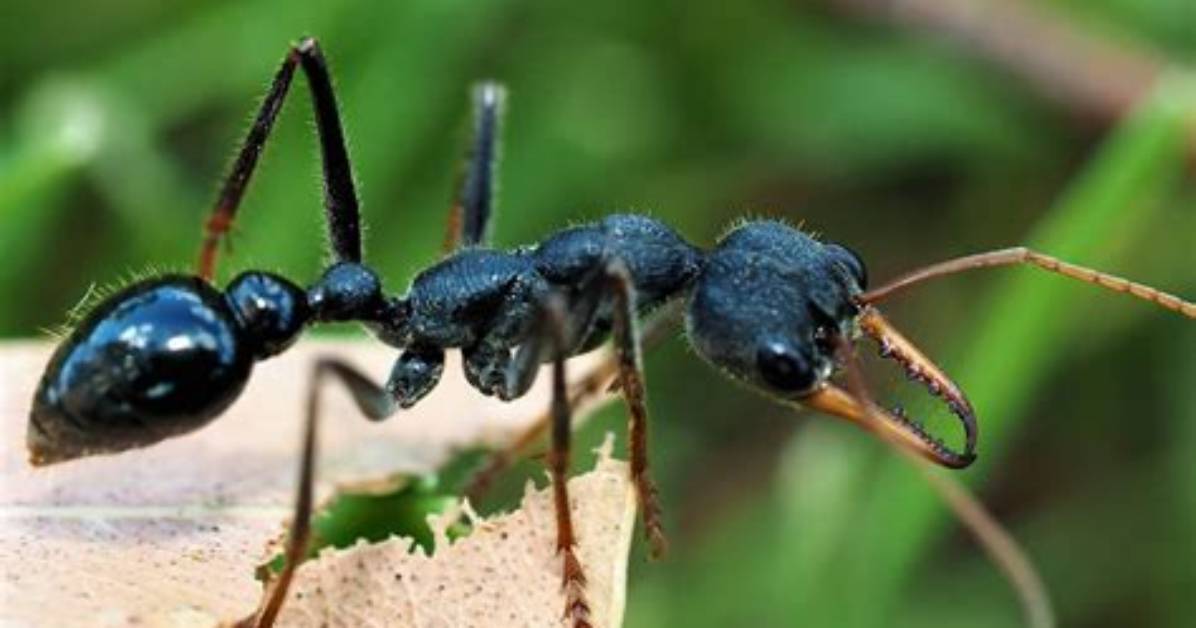 Where Do Jack Jumper Ants Live