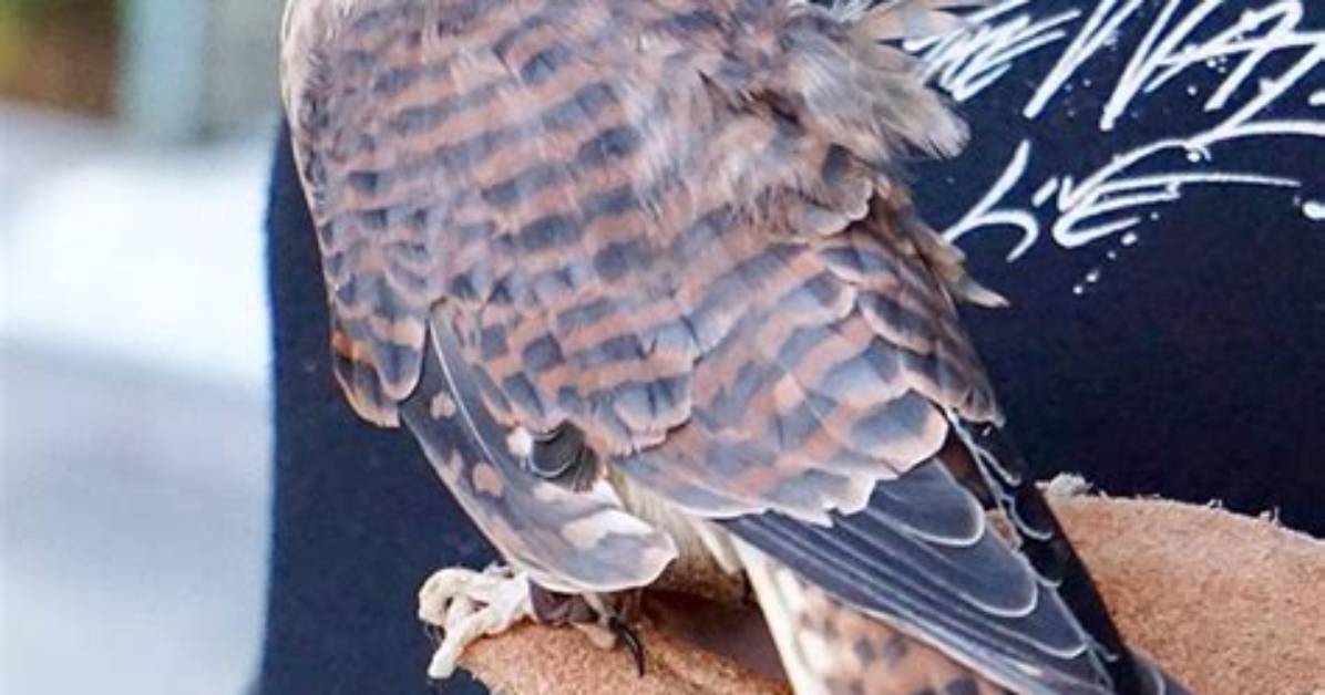 Where Do Kestrels Roost?