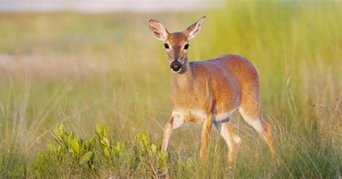 Where Do Key Deer Live