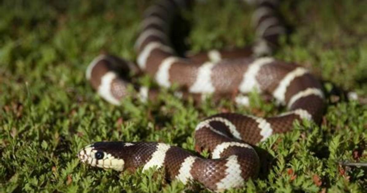 Where Do King Snakes Live?