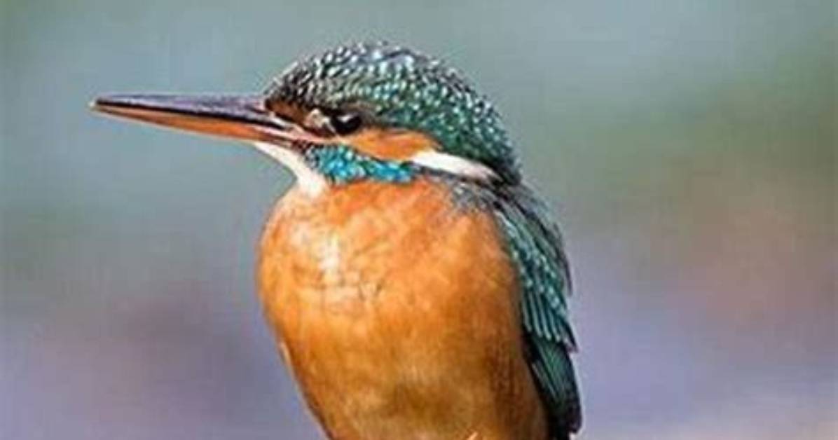 Where Do Kingfishers Sleep