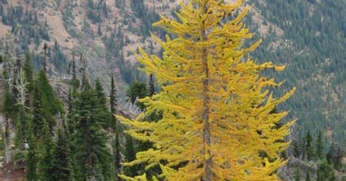 Where Do Larches Grow?