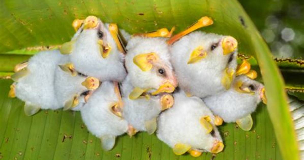 Where Do Leaf Nosed Bats Live?
