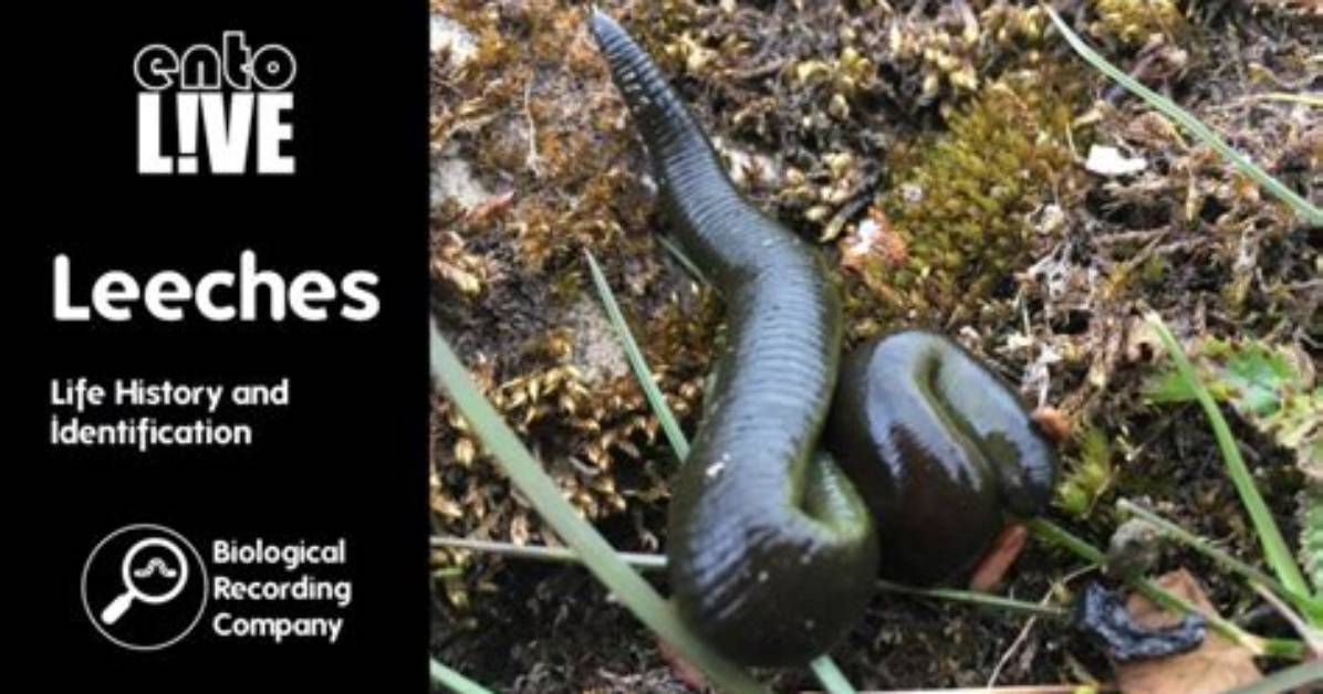 Where Do Leeches Live?