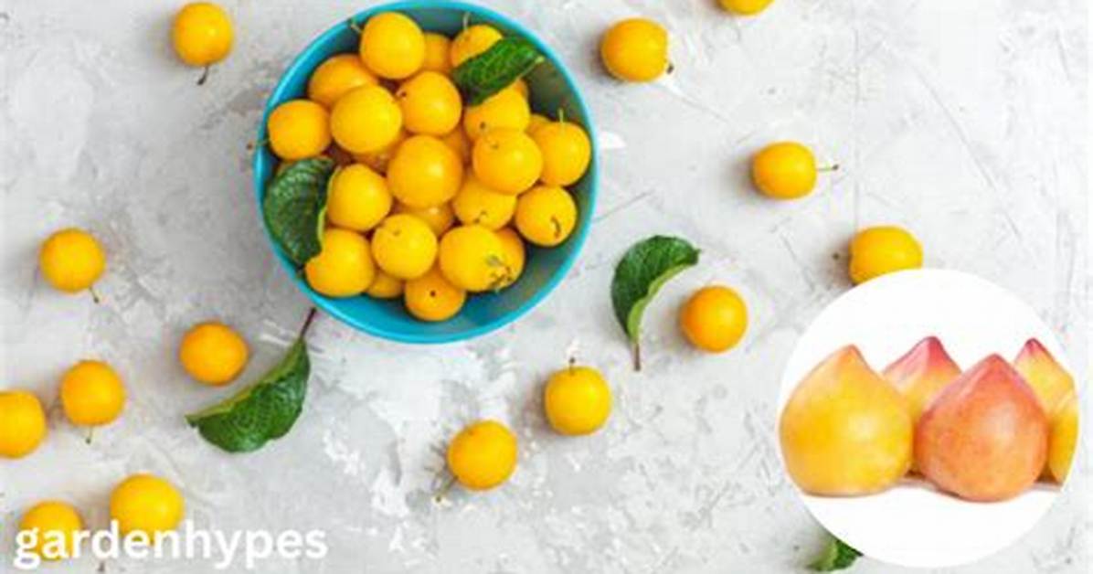 Where Do Lemon Plums Grow