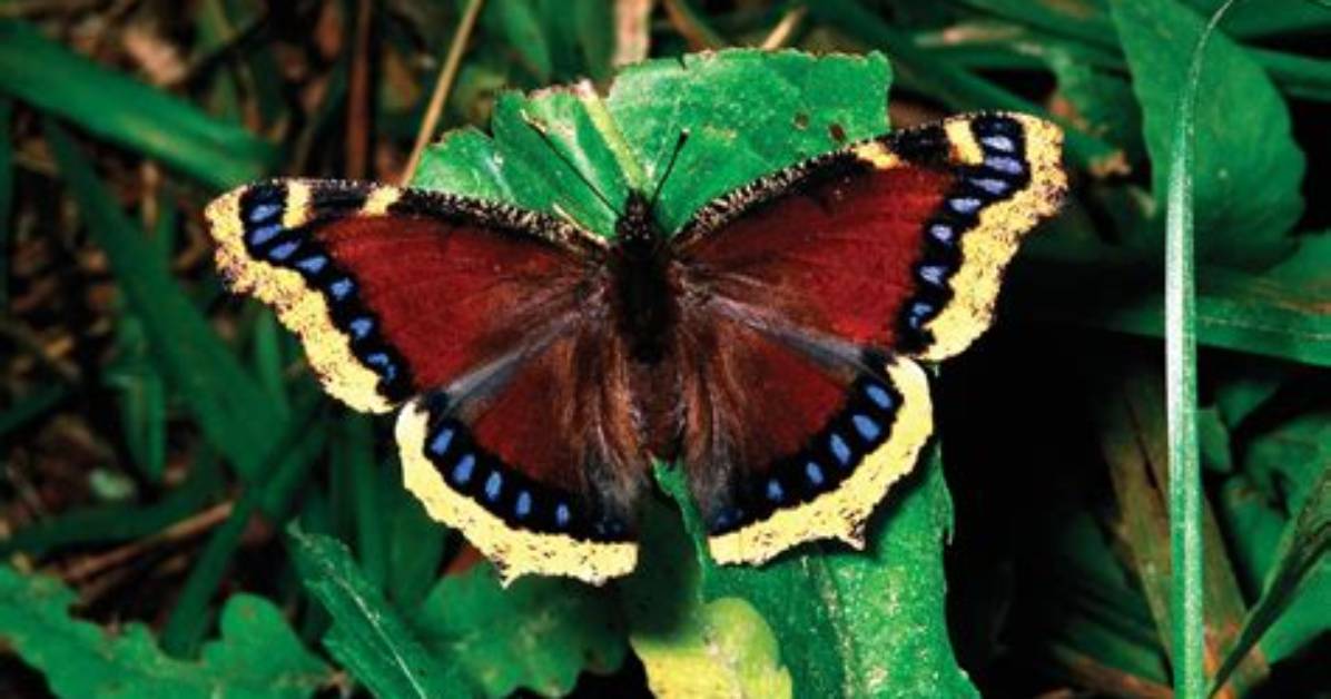 Where Do Lepidopteran Live?