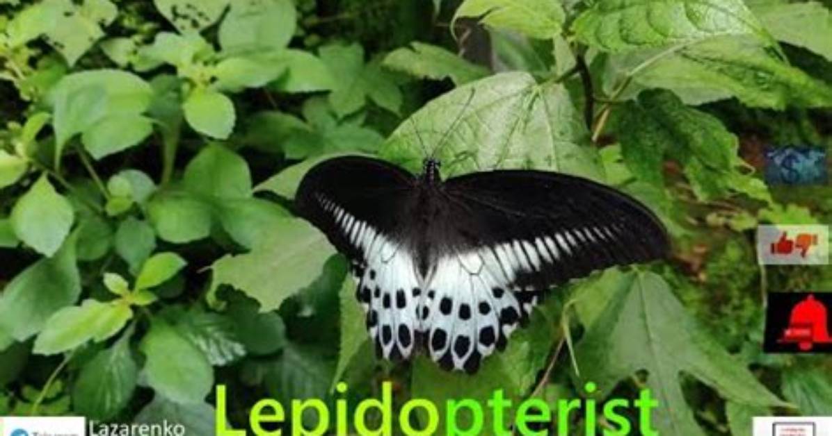 Where Do Lepidopterists Work?