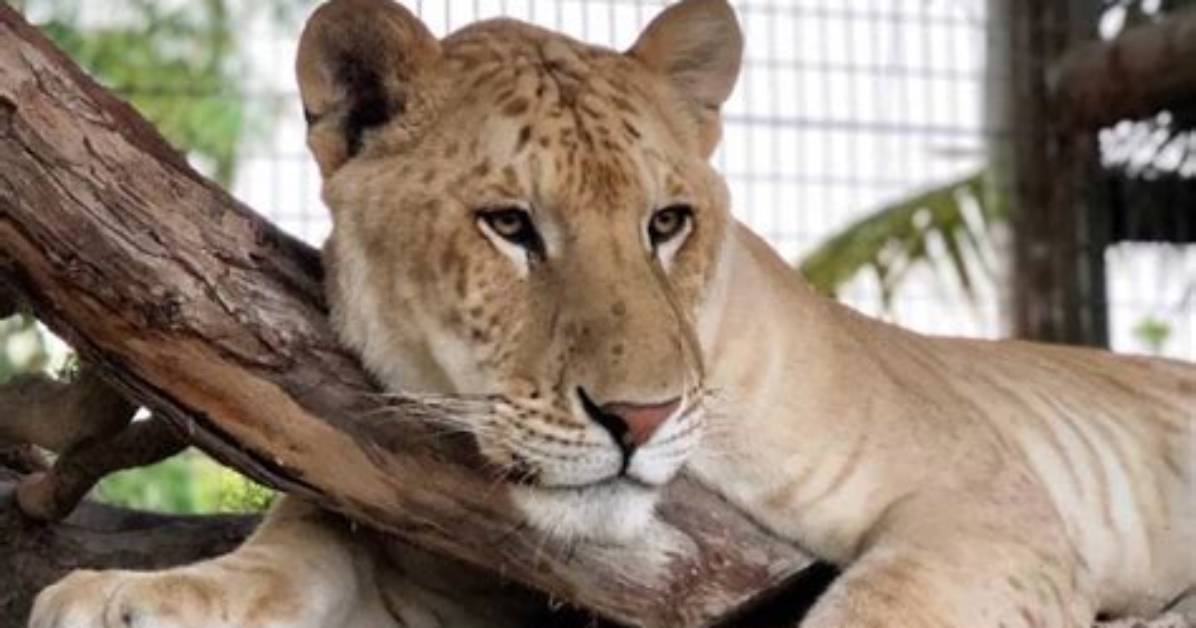 Where Do Ligers Live?