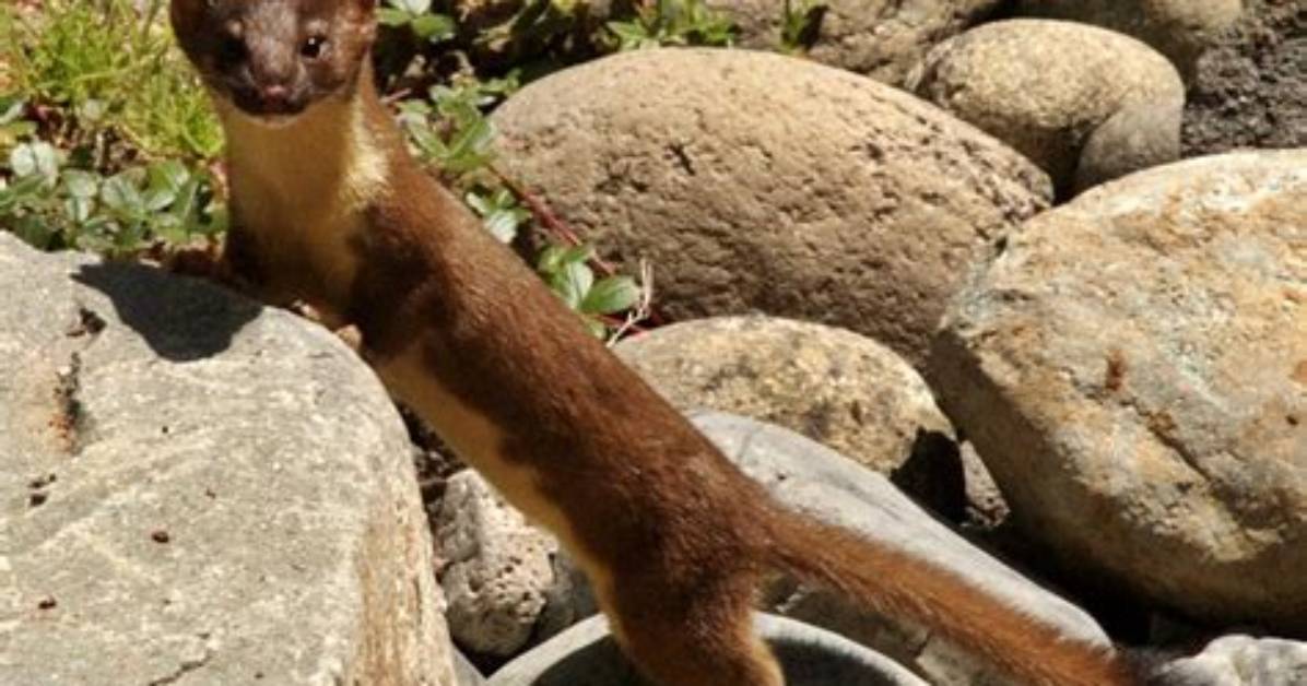Where Do Long Tailed Weasels Live?