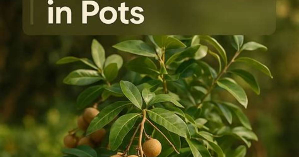 Where Do Longan Trees Grow