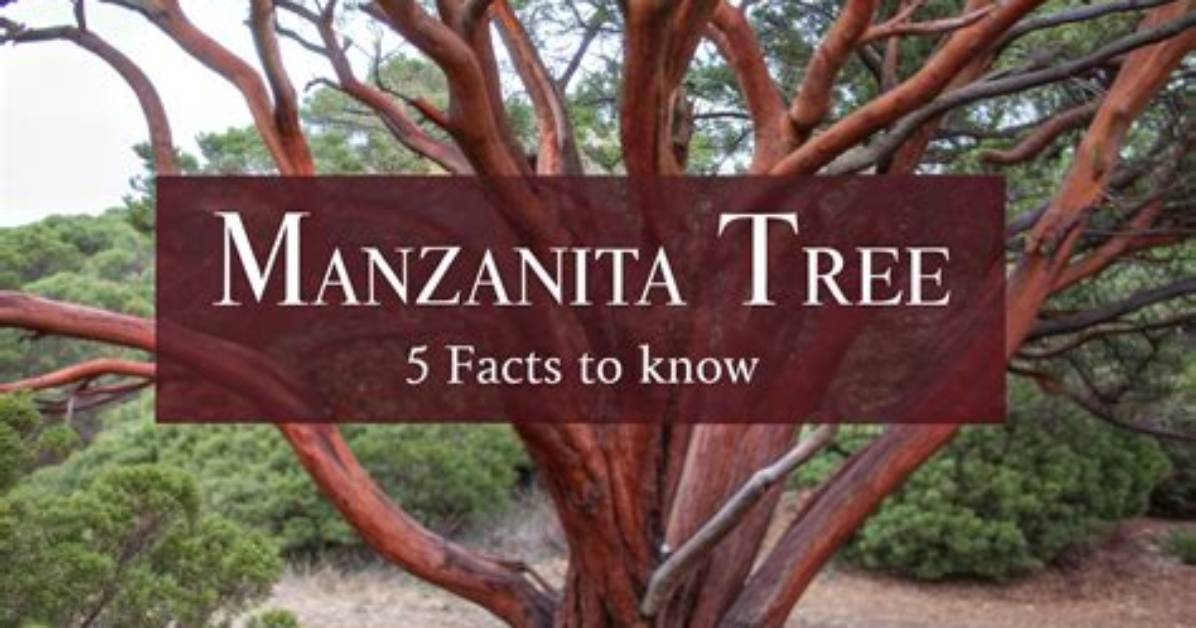 Where Do Madrone Trees Grow