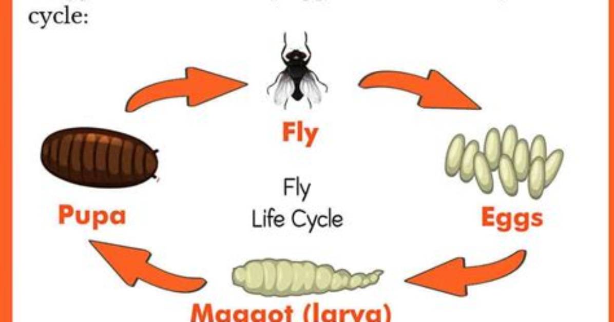 Where Do Maggots Come from?