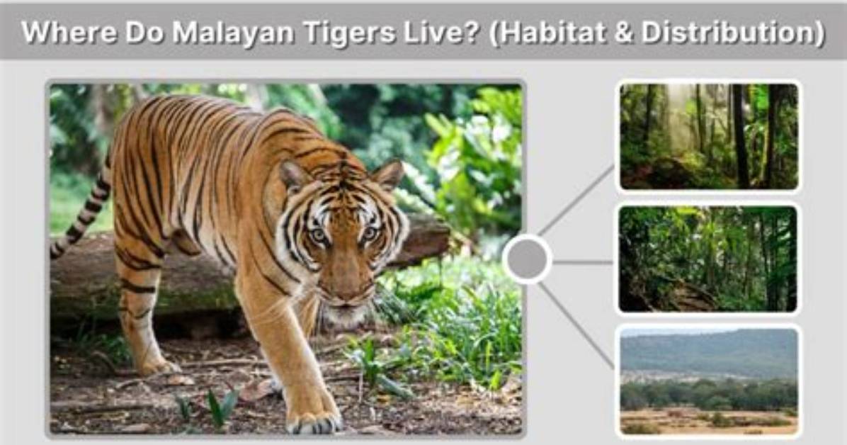 Where Do Malayan Tigers Live?