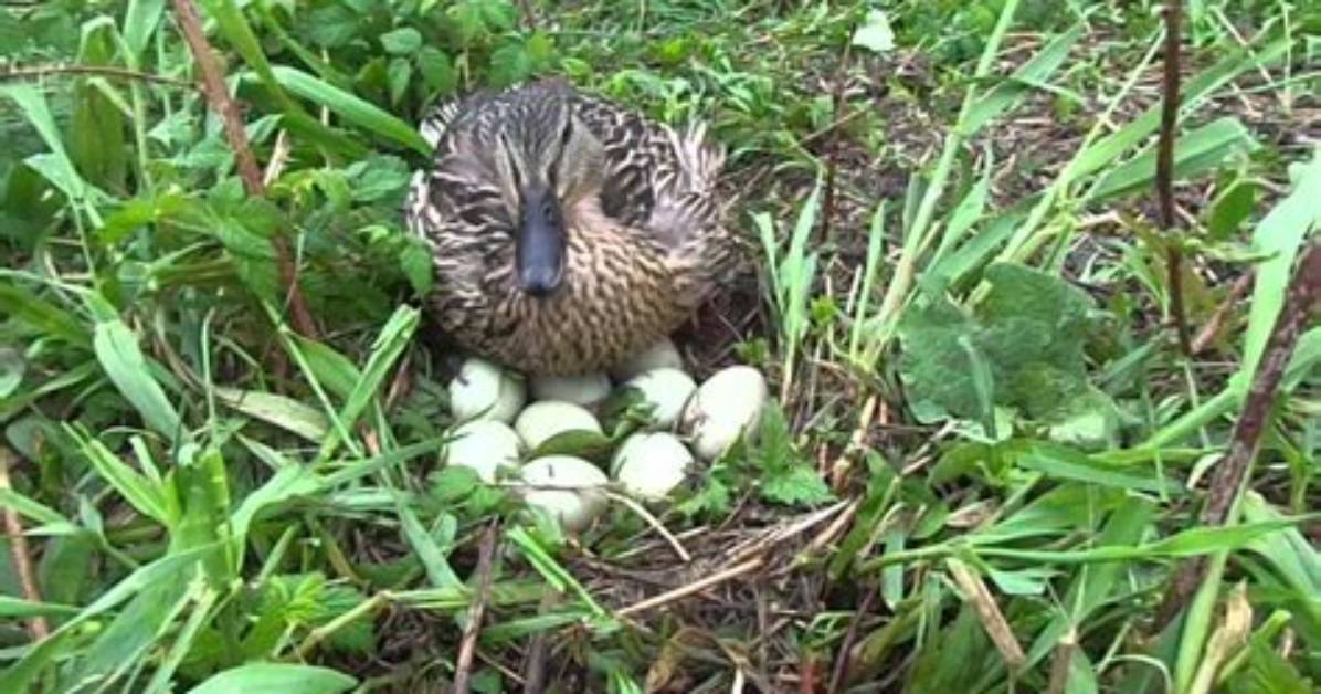 Where Do Mallards Nest