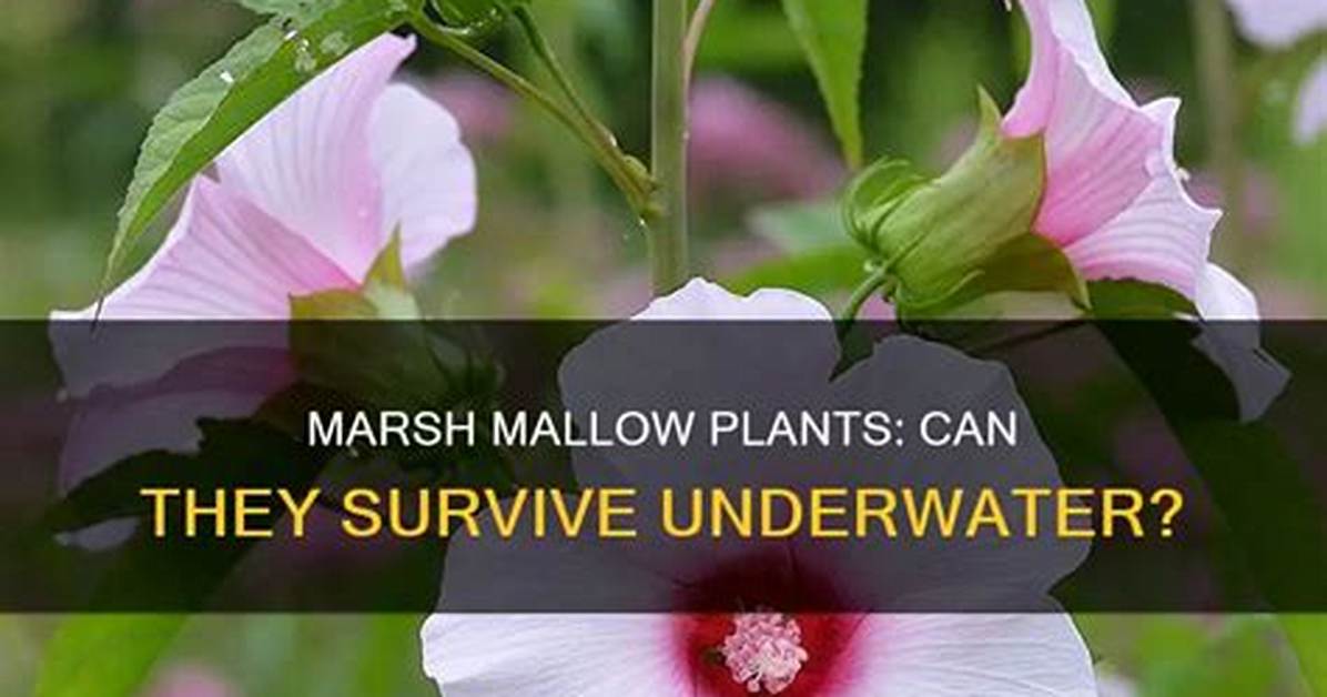 Where Do Mallow Plants Grow