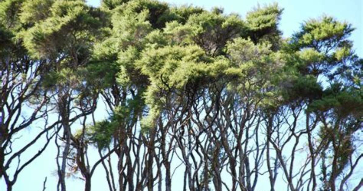 Where Do Manuka Trees Grow
