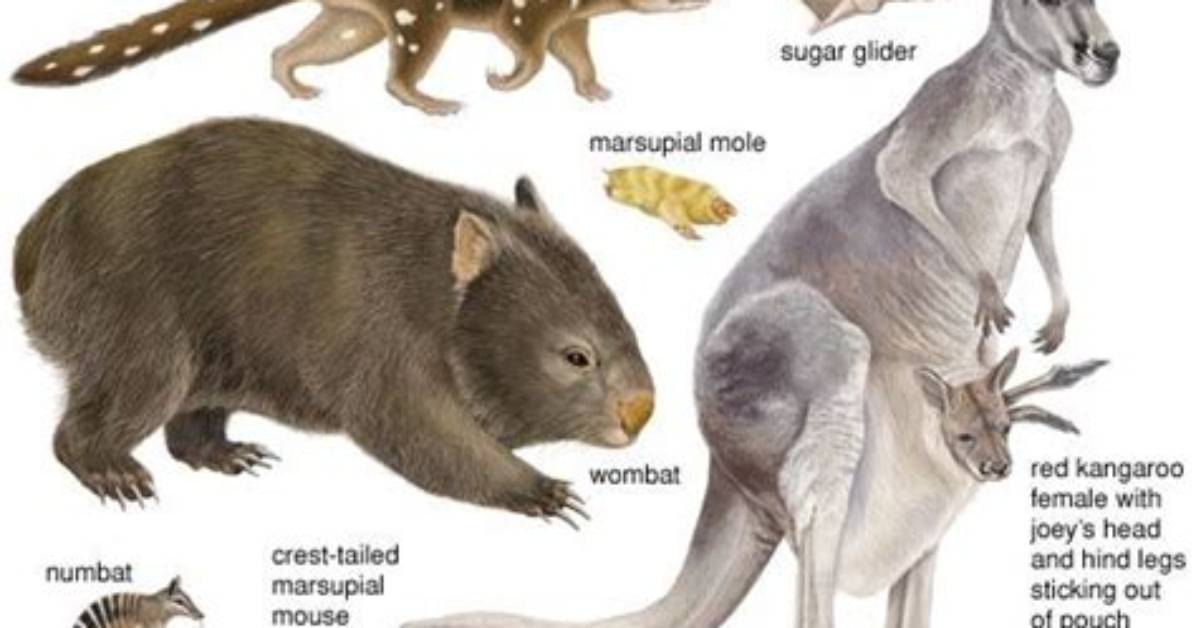 Where Do Marsupials Live?