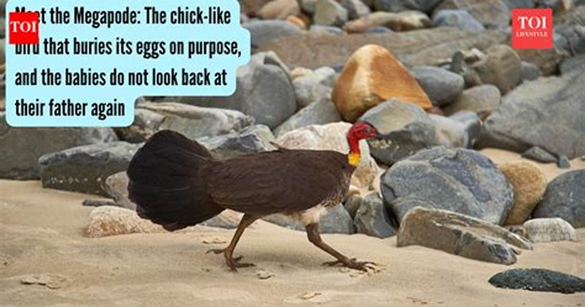 Where Do Megapode Live?