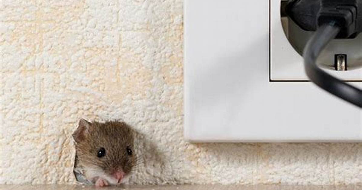 Where Do Mice Hide Outside