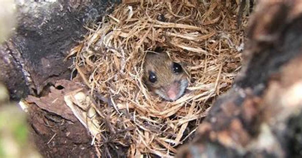 Where Do Mice Nest