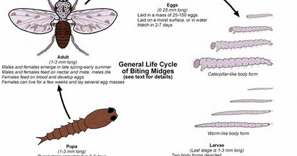 Where Do Midges Breed?